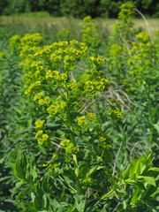 Euphorbia lucida