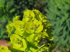Euphorbia lucida