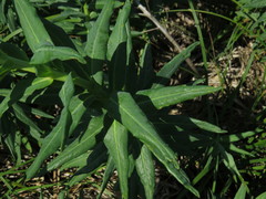 Euphorbia lucida