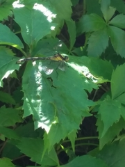 Octogomphus specularis