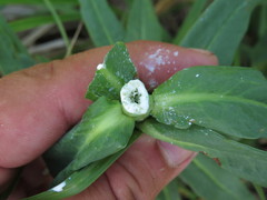 Euphorbia lucida