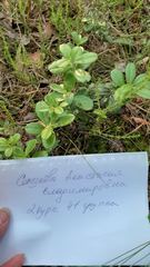 Vaccinium vitis-idaea