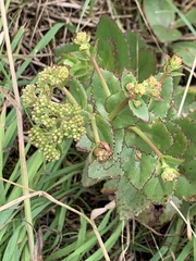 Hylotelephium maximum