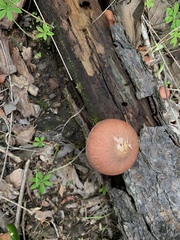 Gymnopilus subpurpuratus