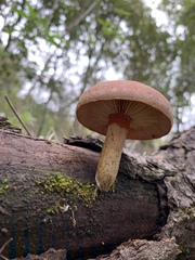 Gymnopilus subpurpuratus