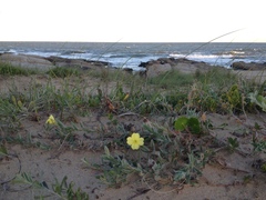 Oenothera mollissima