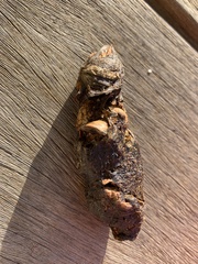 Canis latrans ochropus