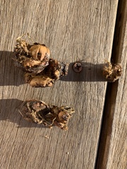 Canis latrans ochropus