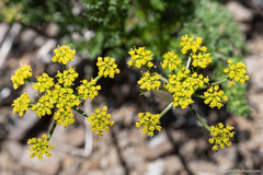 Cymopterus terebinthinus