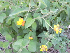 Lantana camara