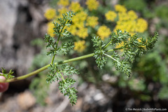 Cymopterus terebinthinus
