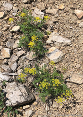 Cymopterus terebinthinus