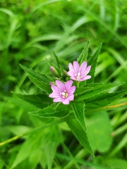 Epilobium alpestre