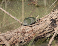 Kinosternon hirtipes