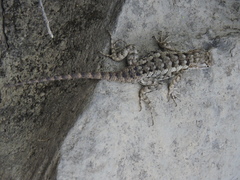Sceloporus spinosus
