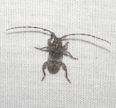 Ecyrus