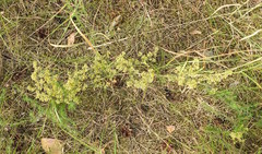 Galium × pomeranicum