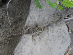 Sceloporus spinosus