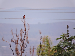 Pyrocephalus rubinus