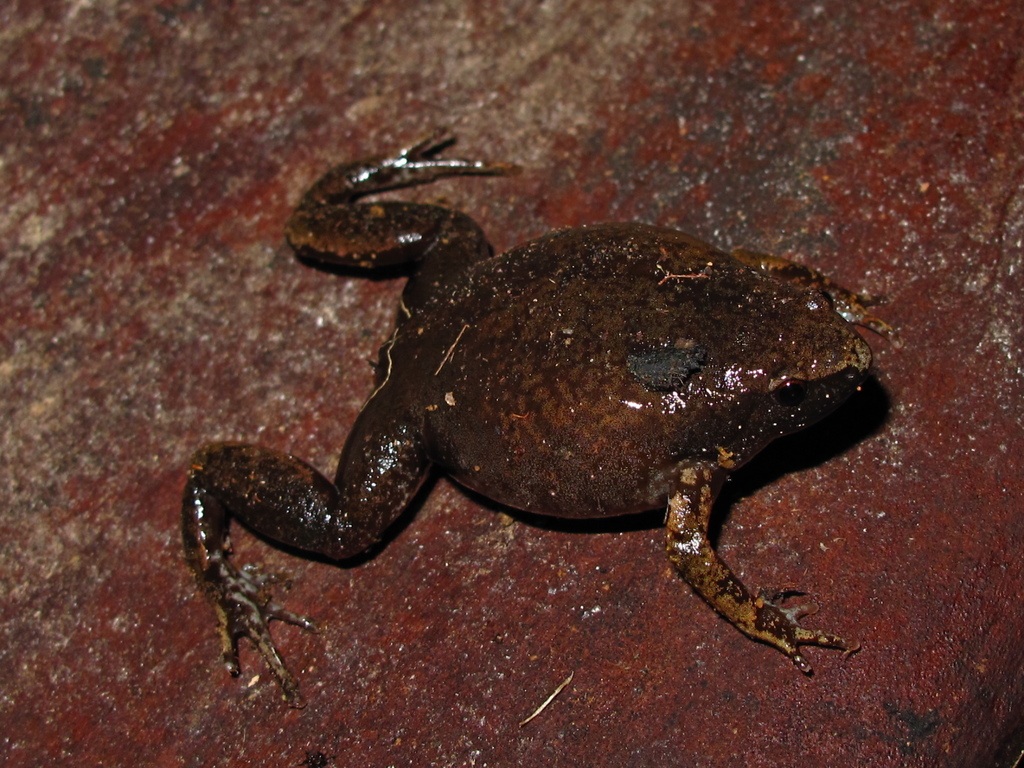 de Ávila Pires's Humming Frog