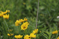 Coreopsis palmata