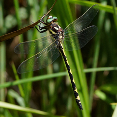 Cordulegaster obliqua