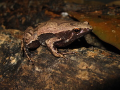 Bolivian Bleating Frog photo 4