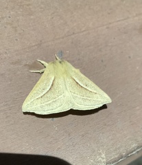 Cinommata bistrigata