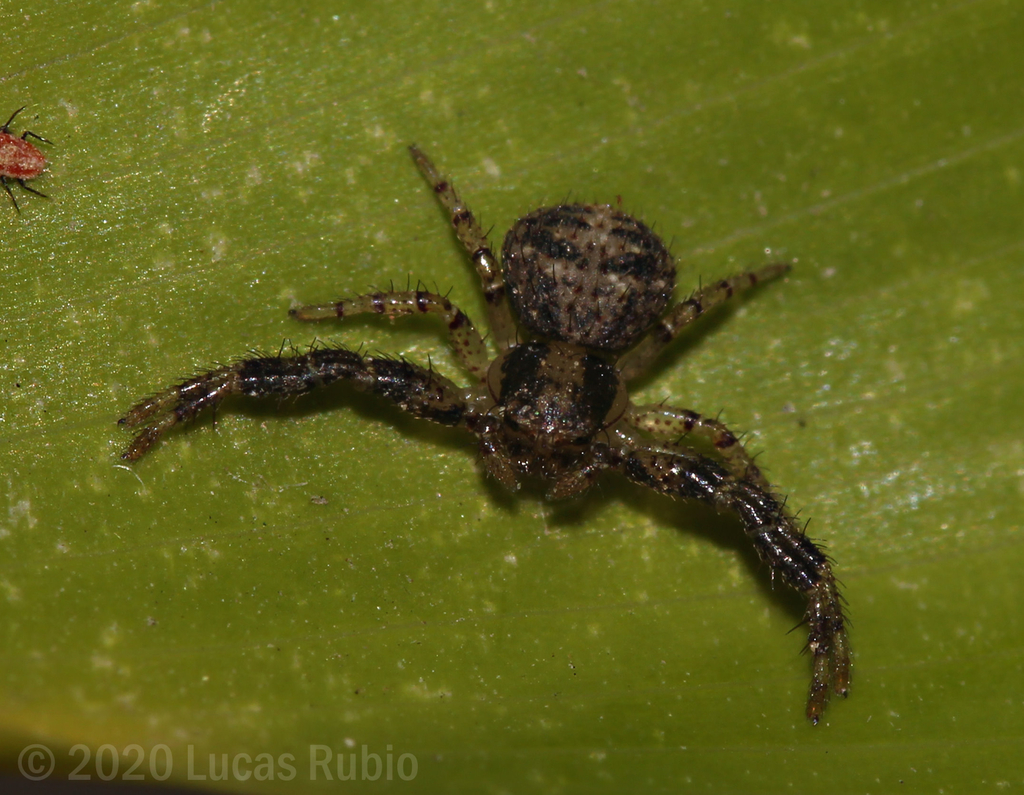 Synaemops pugilator