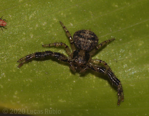 Synaemops pugilator