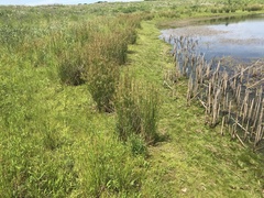 Eleocharis engelmannii