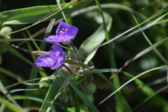 Tradescantia bracteata