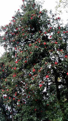 Rhododendron arboreum