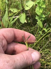 Eleocharis engelmannii