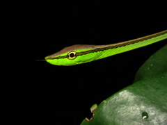 Southern Sharpnose Snake photo 3