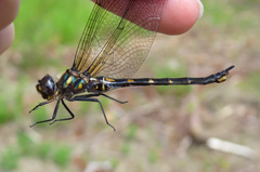 Somatochlora forcipata