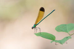 Calopteryx dimidiata
