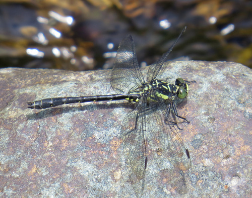 Northern Pygmy Clubtail photo 3