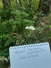 Achillea millefolium
