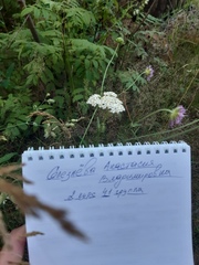 Achillea millefolium