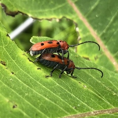 Tetraopes tetrophthalmus
