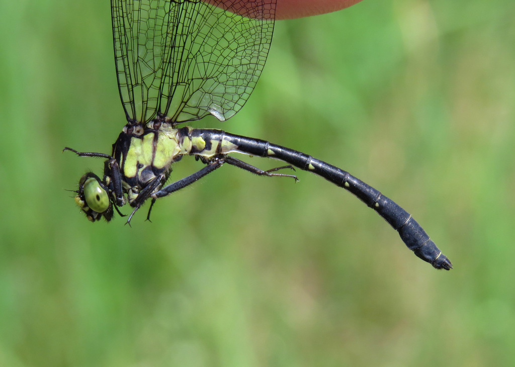 Southern Pygmy Clubtail