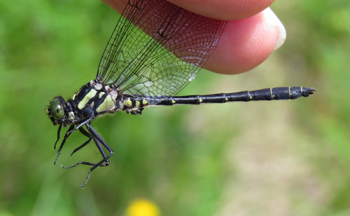 Northern Pygmy Clubtail photo 2