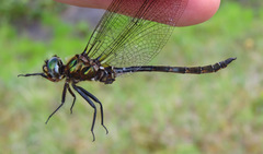 Somatochlora brevicincta