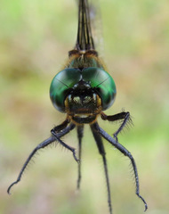 Somatochlora brevicincta
