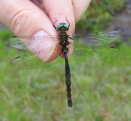 Quebec Emerald