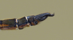 Somatochlora brevicincta