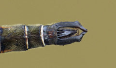 Somatochlora brevicincta