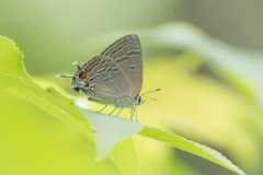Satyrium kingi