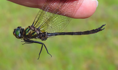 Somatochlora brevicincta